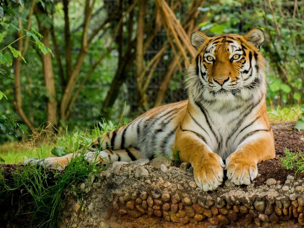 tiger, predator, animal-3525981.jpg